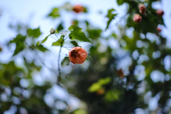 7Artisans 55mm F1.4 II FujifilmXマウントレビュー