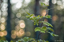 銘匠光学 TTArtisan 100mm f/2.8 バブルボケフルフレームレンズ M42マウント、Leica M マウント用