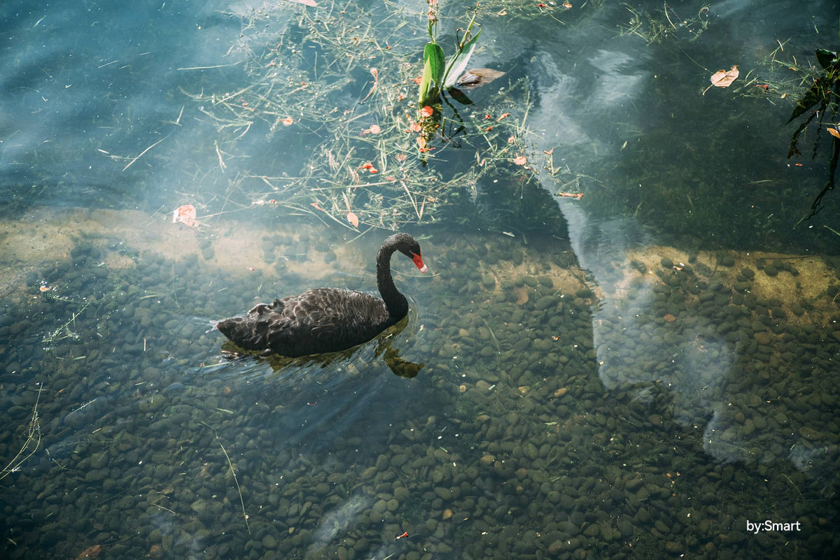 DSC05984_1200x.jpg?v=1658823676