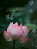 銘匠光学 TTArtisan 100mm f/2.8 バブルボケフルフレームレンズ M42マウント、Leica M マウント用