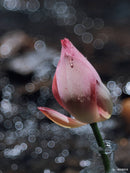 銘匠光学 TTArtisan 100mm f/2.8 バブルボケフルフレームレンズ M42マウント、Leica M マウント用