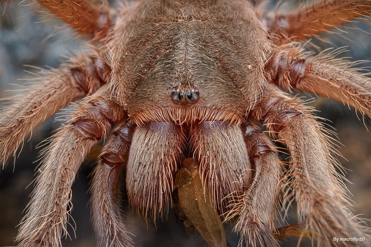 銘匠光学 TTArtisan 100mm F2.8 2X ウルトラマクロ ティルトシフト レンズ