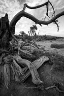 Pergear 14mm F2.8 第2世代 フルフレームレンズSony, Nikon, Canon, Leica カメラ用