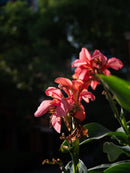 AstrHori 55mm F5.6 マニュアルレンズ Fuji GFXカメラ に対応