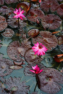 AstrHori 85mm F1.8 フルフレーム オートフォーカス レンズ