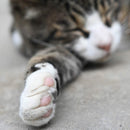 7artisans 七工匠 35mm F1.2 V2.0 レンズ 二代目 Canon Mマウント用 手動フォーカス 単焦点レンズ フードとエアブロワー付