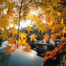 7artisans 七工匠 7.5mm F2.8 II 魚眼レンズ (マイクロフォーサーズ)