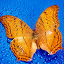 7Artisans 60mm F2.8 二代目 マクロレンズ Fuji/Sony/M4/3/Nikon カメラ対応