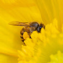 7Artisans 60mm F2.8 二代目 マクロレンズ Fuji/Sony/M4/3/Nikon カメラ対応