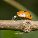 銘匠光学 TTArtisan 40mm F2.8 マクロレンズ マニュアルフォーカス 富士, Sony, M4/3, Leica カメラ対応