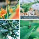 TTArtisan 50mm F0.95 単焦点レンズ 富士、ニコン、マイクロフォーサーズ、ソニー カメラ用