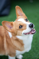 【新品】VILTROX 75mm F1.2 プロレベル オートフォーカスプライムレンズ Fuji/Nikon/Sonyカメラ用