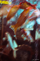 銘匠光学 TTArtisan AF 27mm F2.8レンズ、FUJIFILM/Sony/Nikon カメラに対応