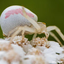 PERGEAR 60mm F2.8 第2世代 2X倍率 フルサイズマクロレンズ