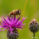 PERGEAR 60mm F2.8 第2世代 2X倍率 フルサイズマクロレンズ