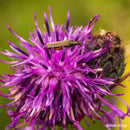 PERGEAR 60mm F2.8 第2世代 2X倍率 フルサイズマクロレンズ